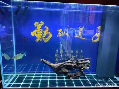 防城港市港口區(qū)逗魚(yú)水族用品店 水族愛(ài)好者的貼心伴侶